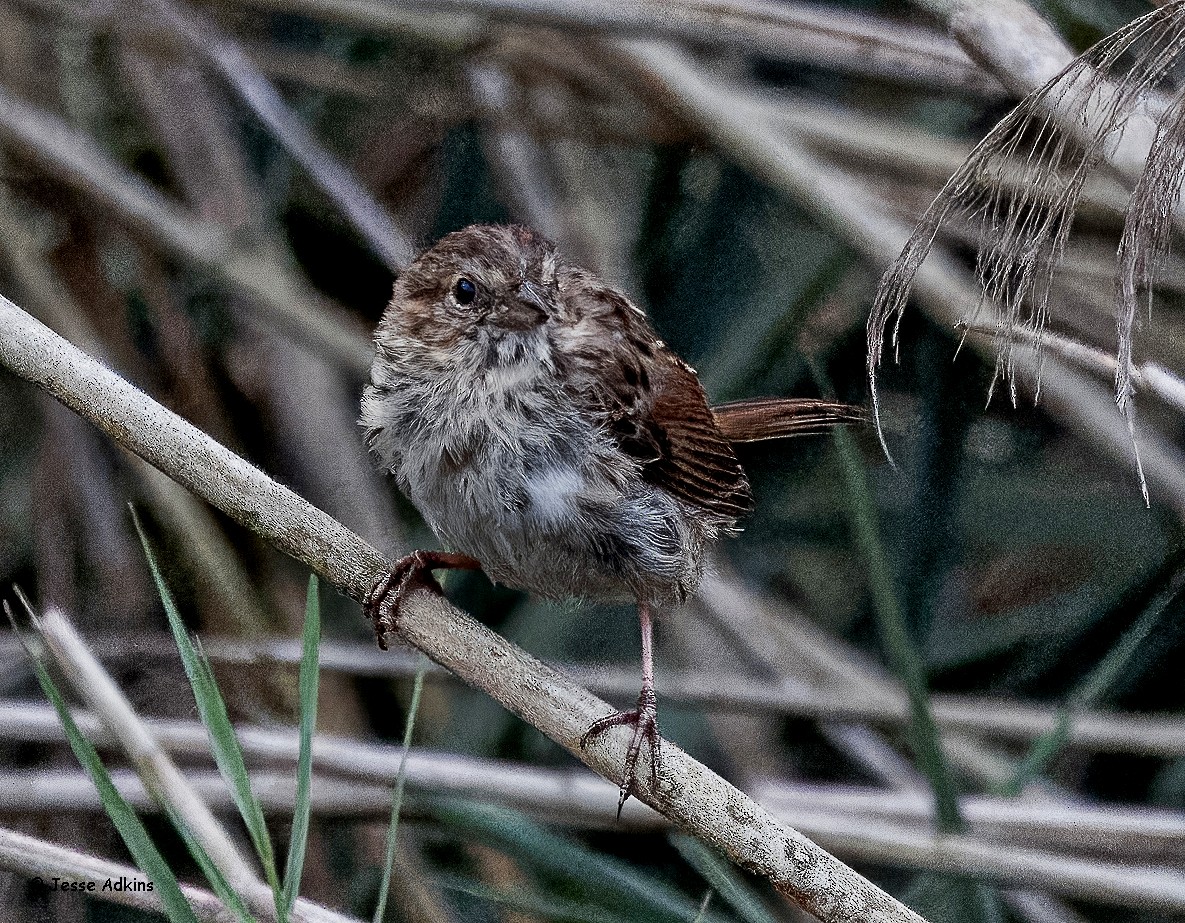Song Sparrow - ML643299370