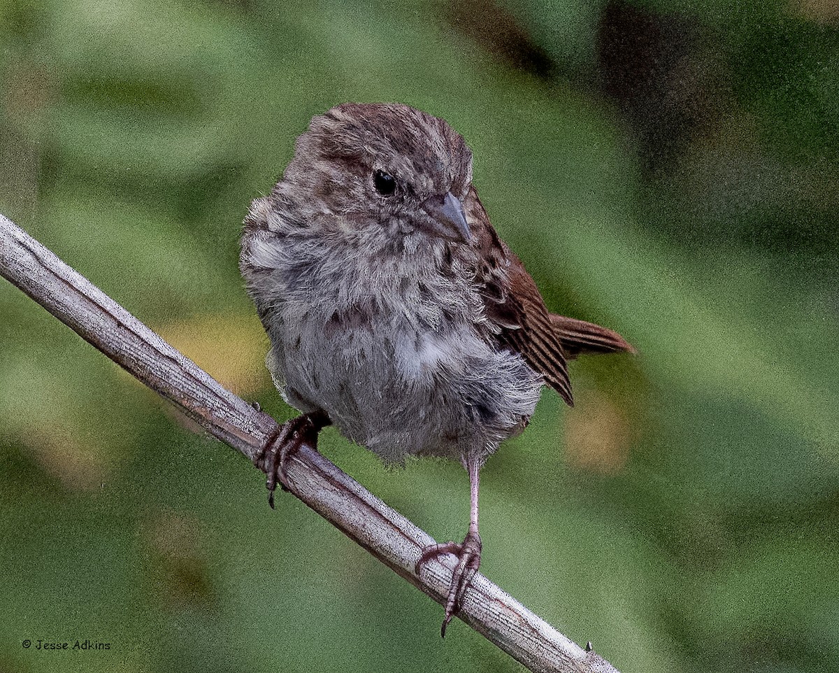 Song Sparrow - ML643299371