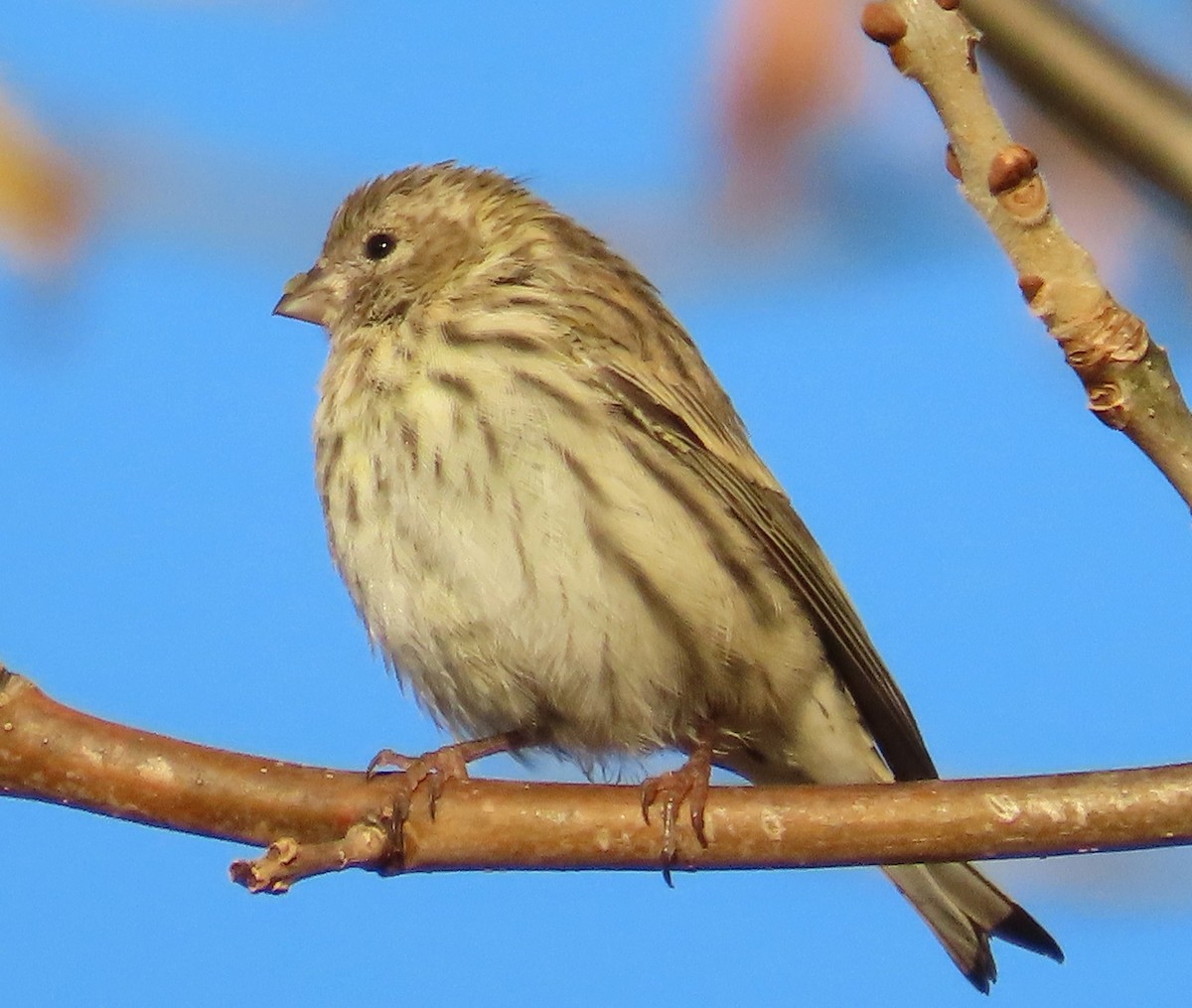 Serin cini - ML643299388