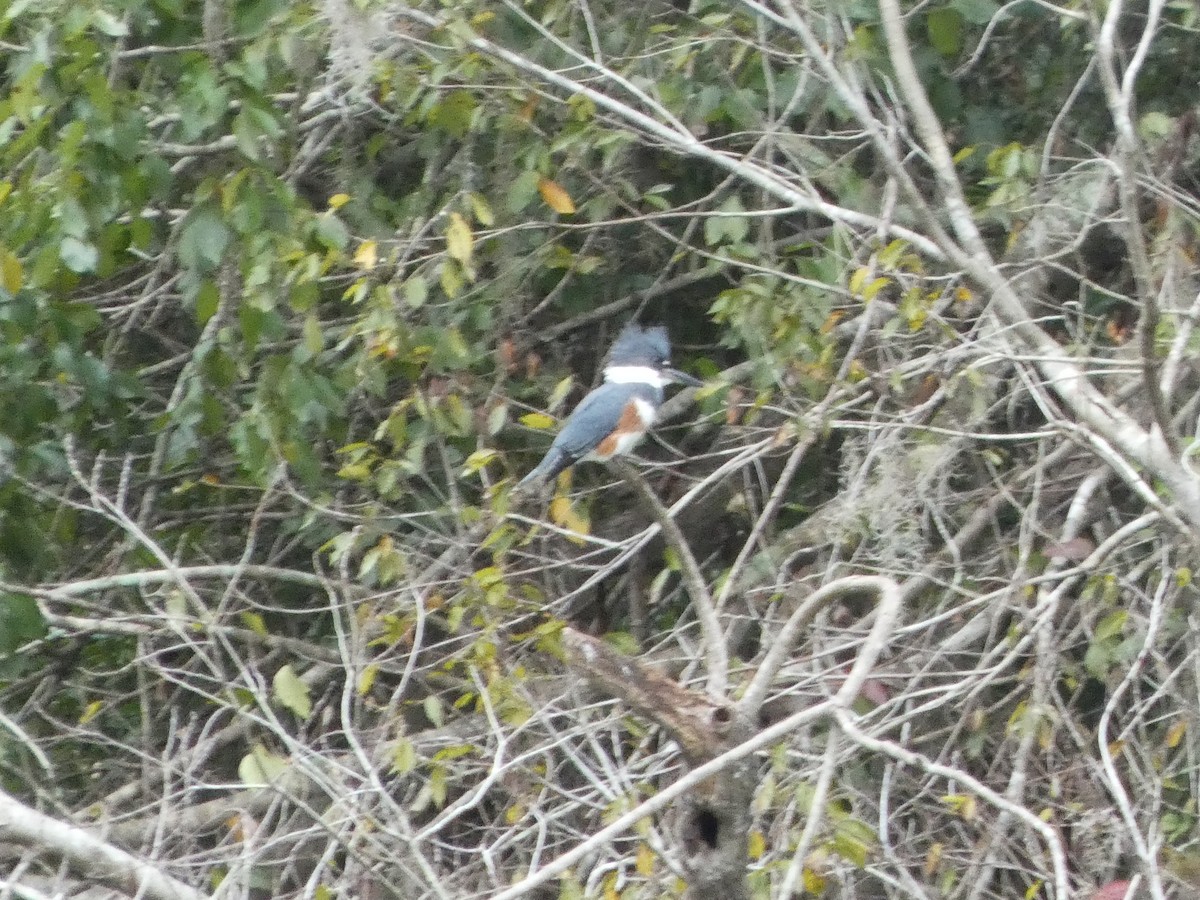 Belted Kingfisher - ML643299392
