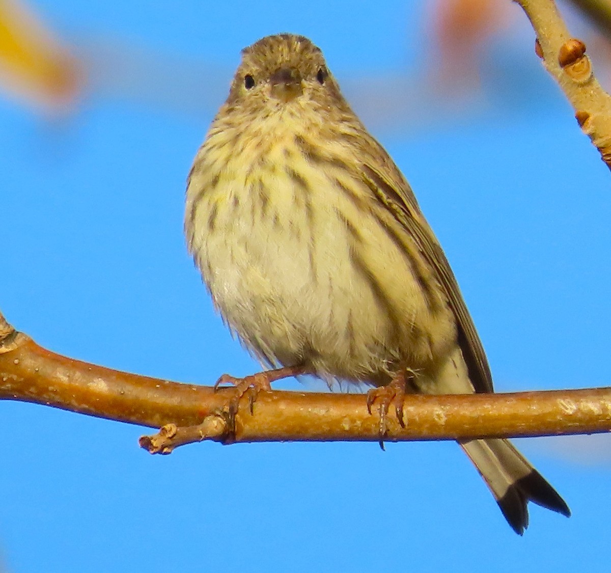 Serin cini - ML643299397