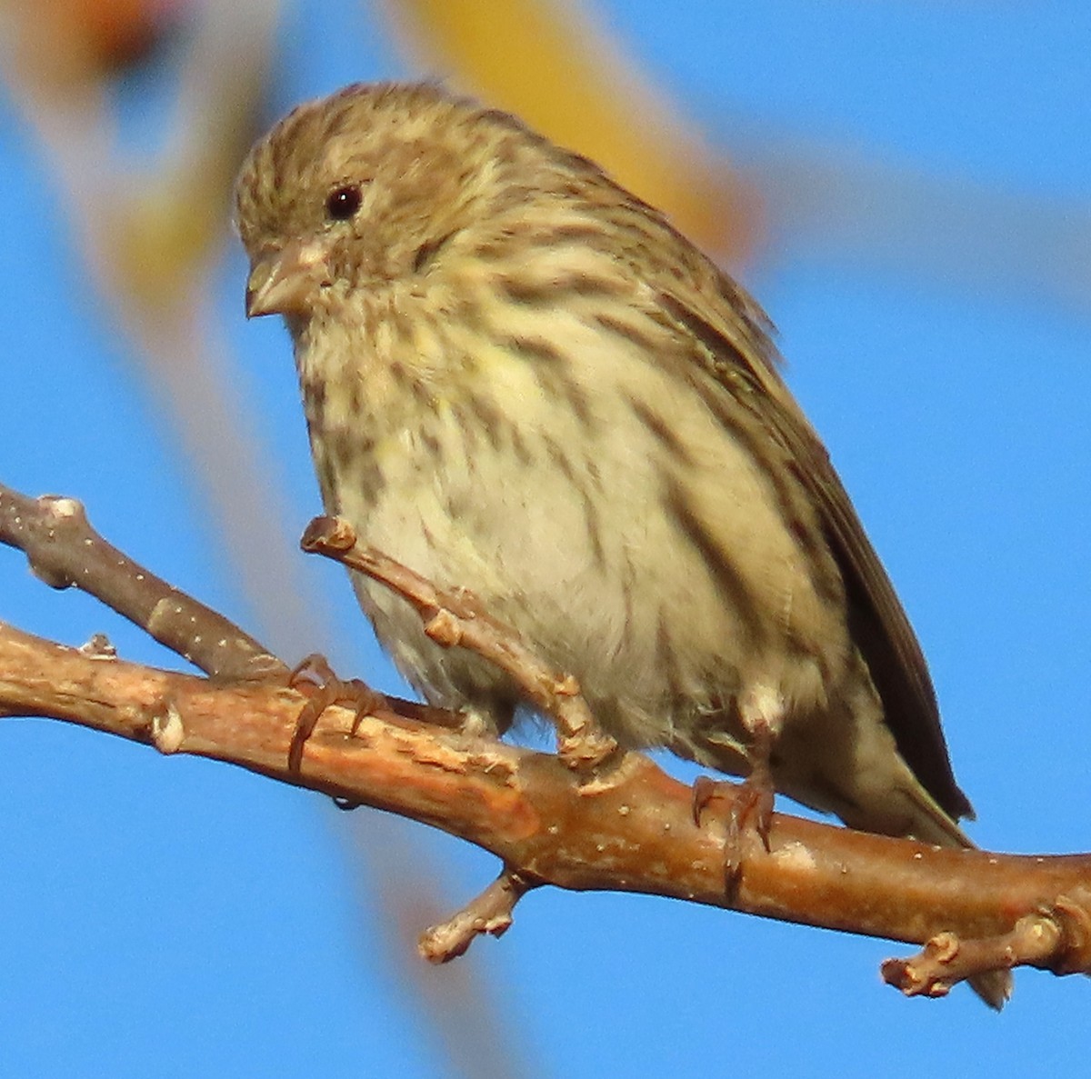 Serin cini - ML643299403