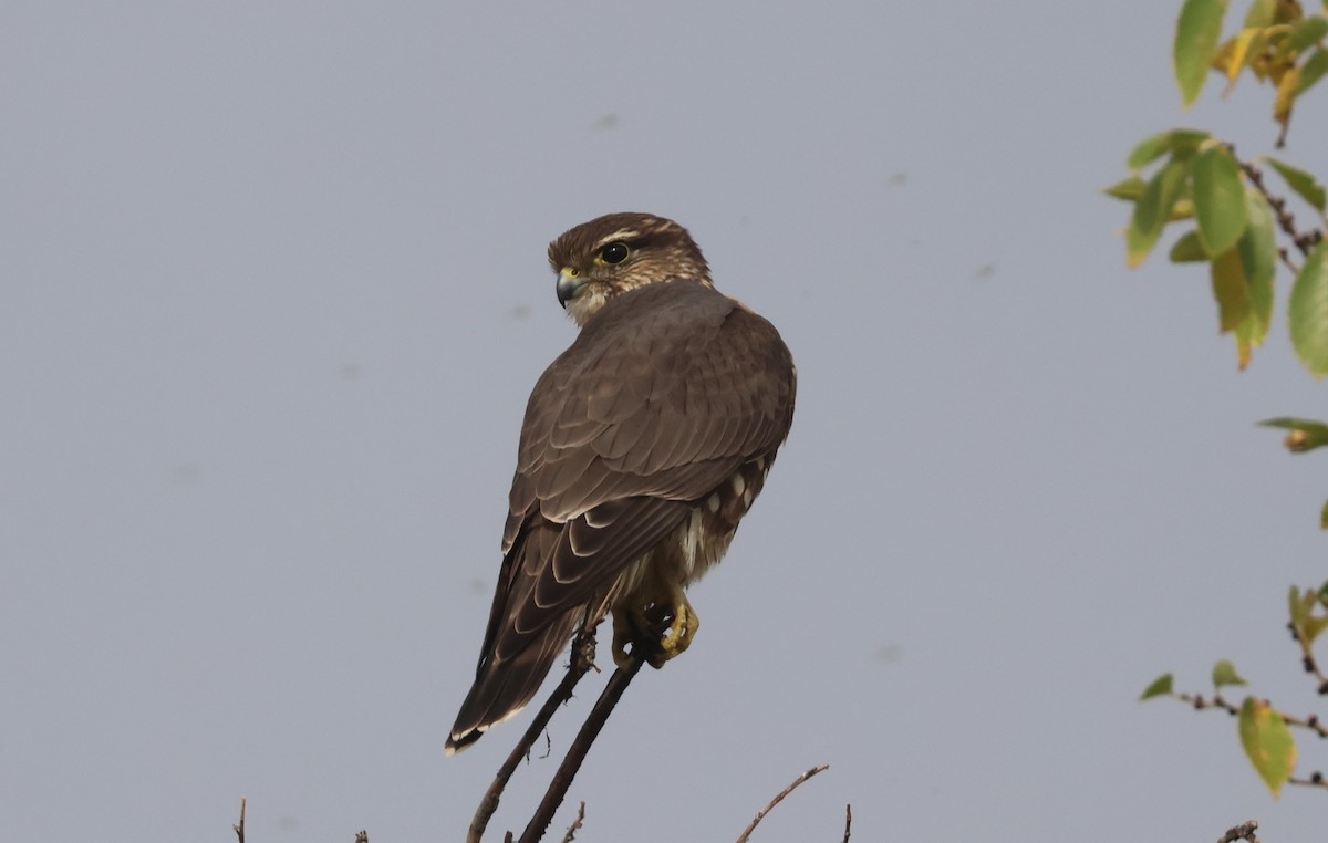 Faucon émerillon (richardsonii) - ML643299404