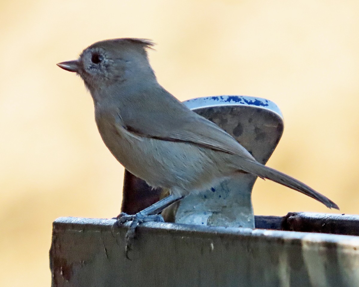 Mésange unicolore - ML643299408