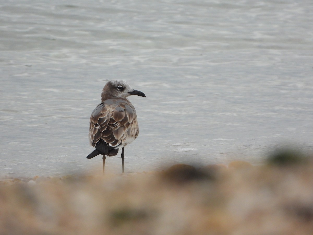 Mouette atricille - ML643299421