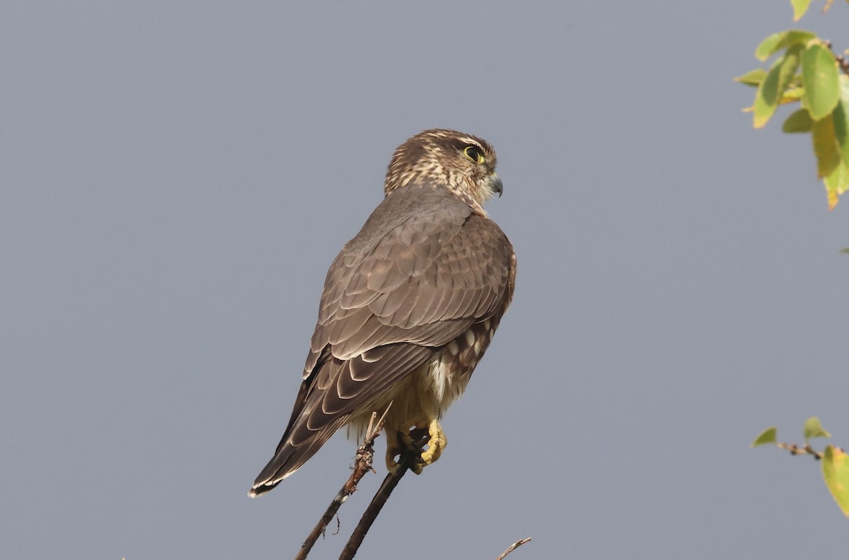 Faucon émerillon (richardsonii) - ML643299431