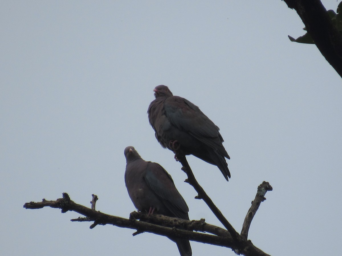 Pigeon à bec rouge - ML643299434
