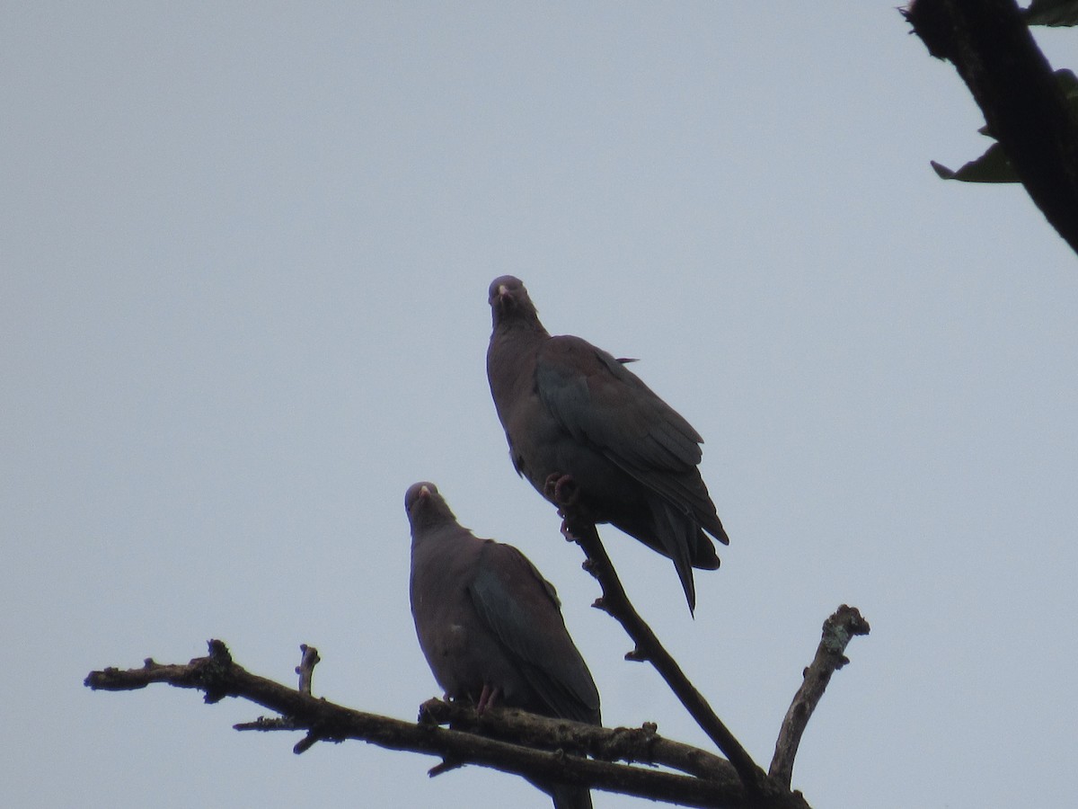 Pigeon à bec rouge - ML643299435