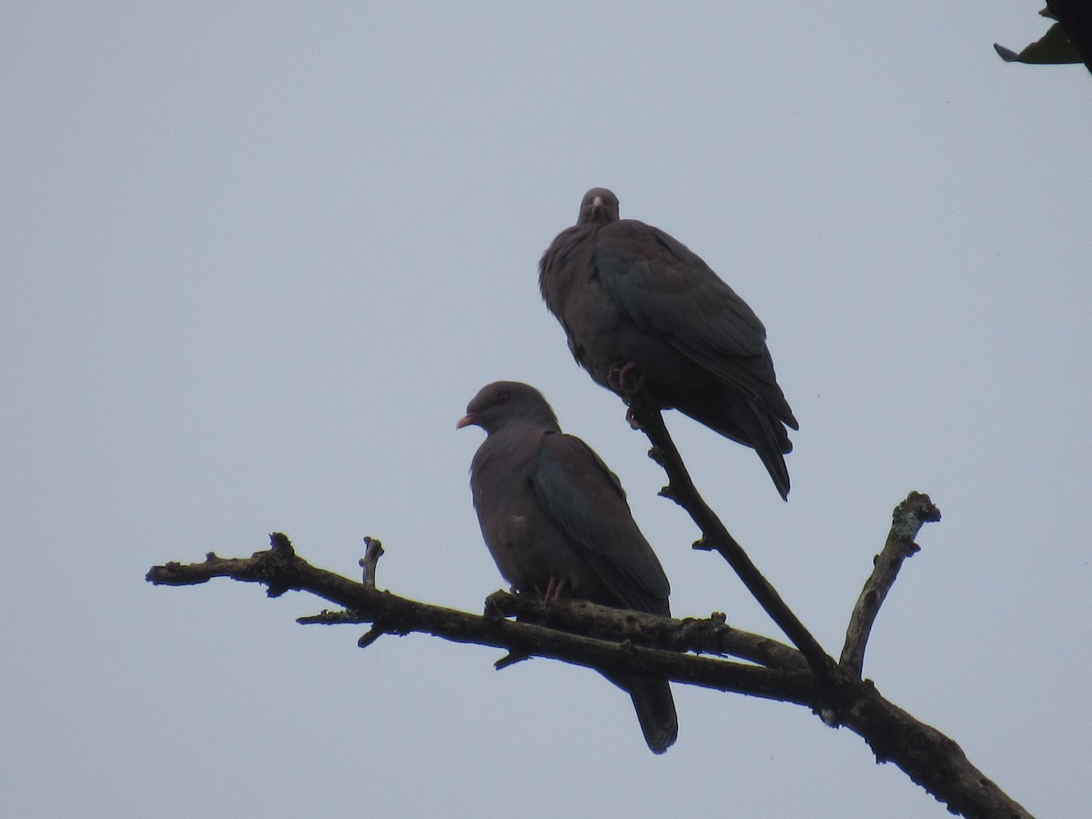 Pigeon à bec rouge - ML643299436