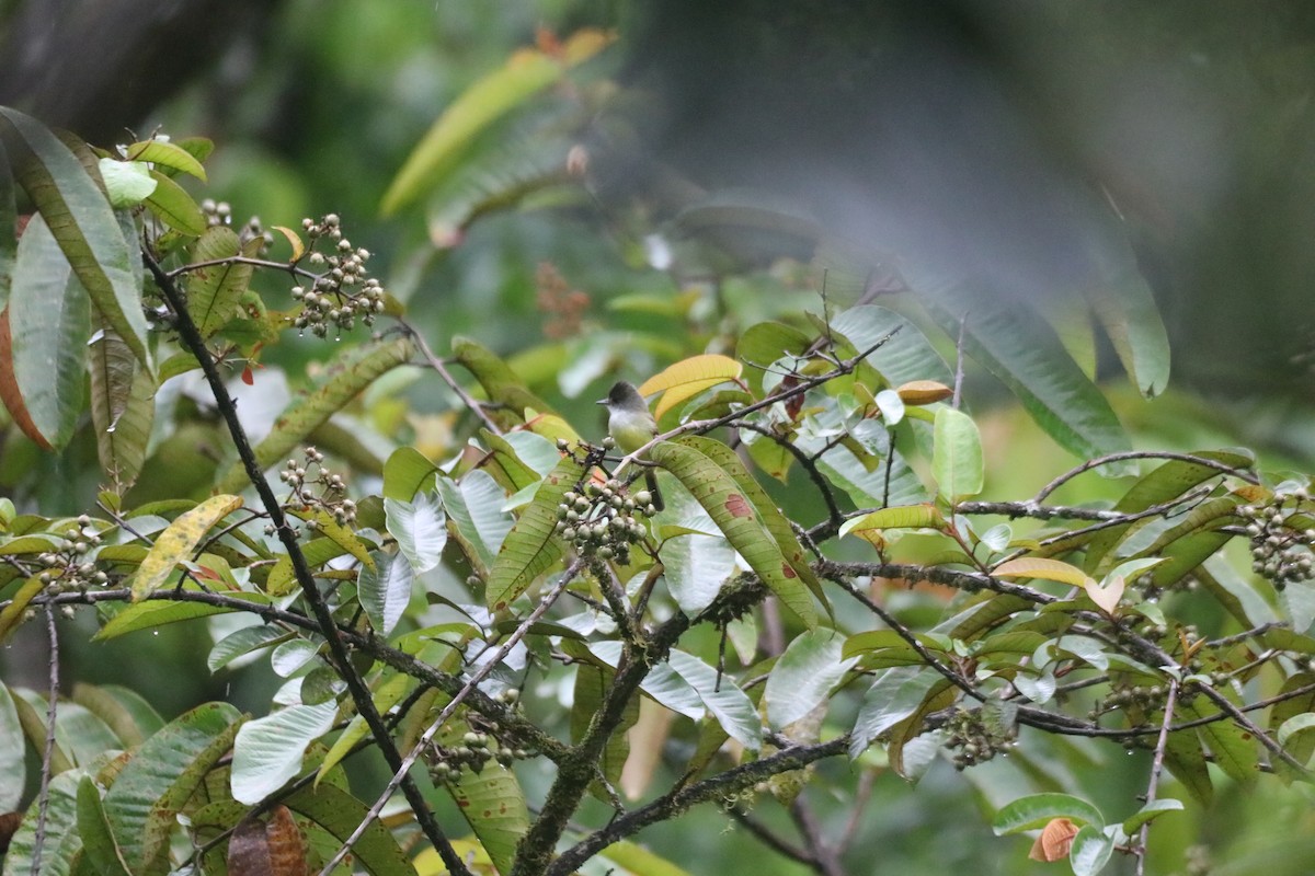 Dusky-capped Flycatcher - ML643299442