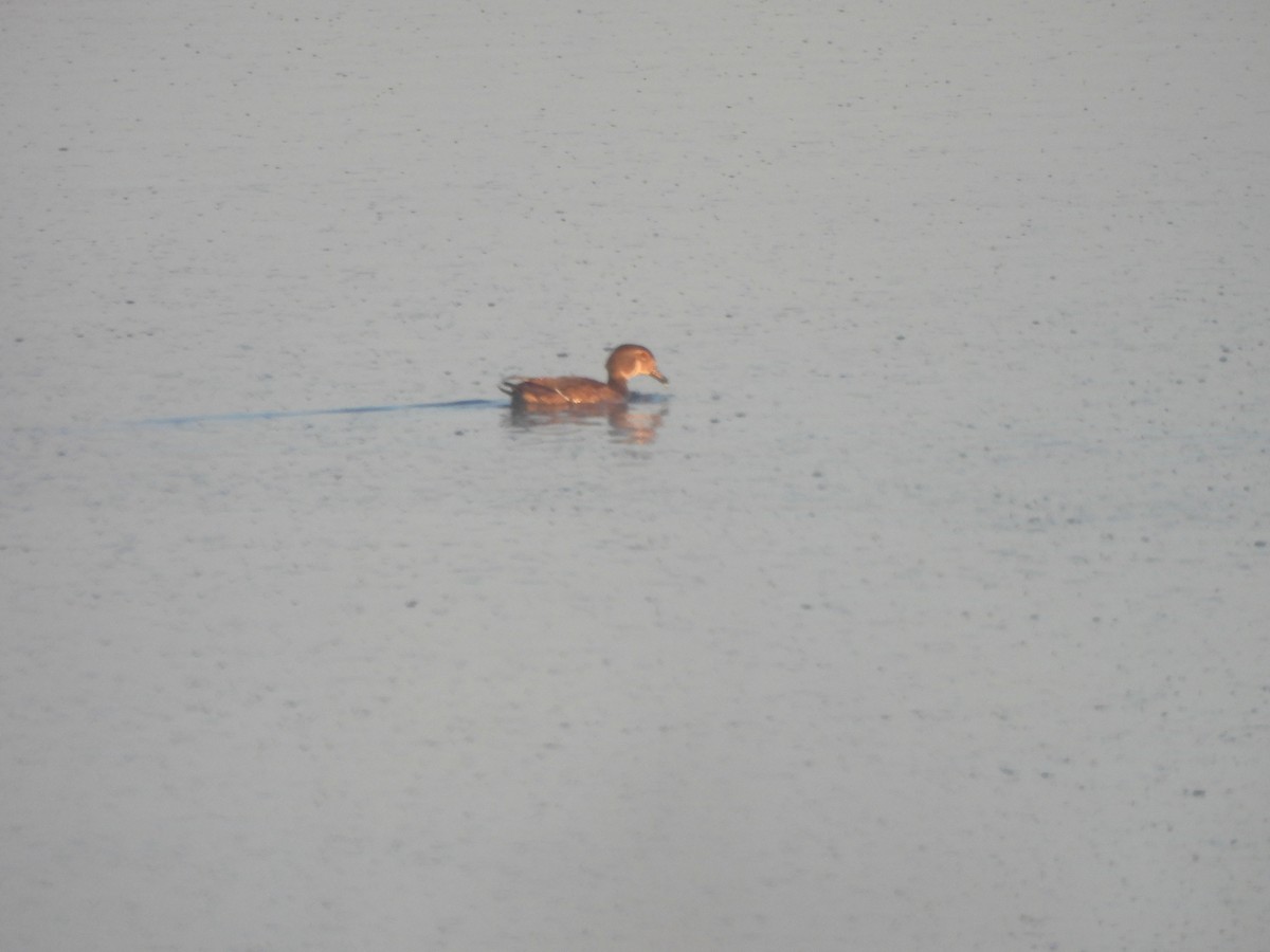 Wood Duck - ML643299480