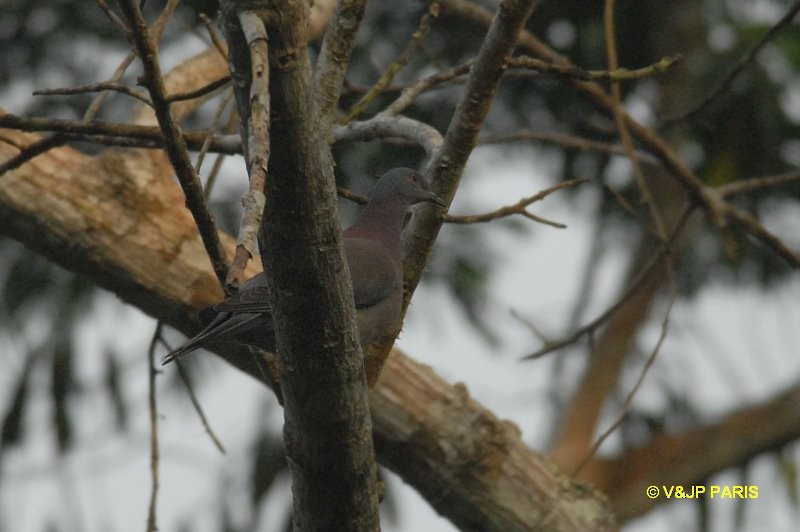 Pale-vented Pigeon - ML643299484