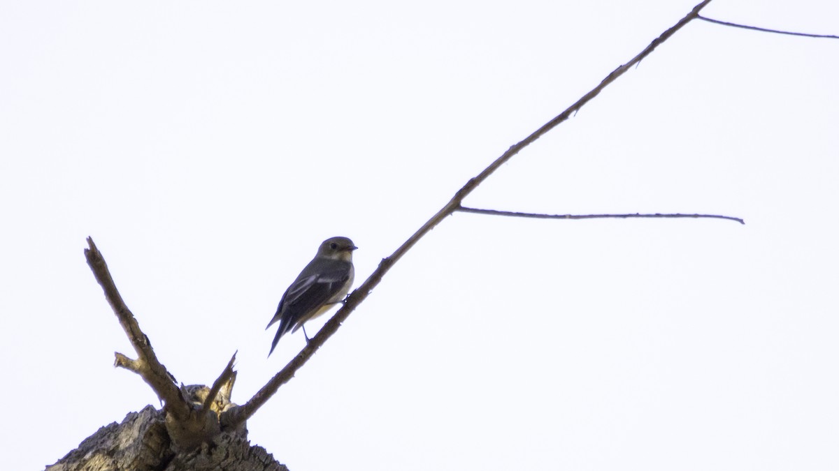 European Pied Flycatcher - ML643299492