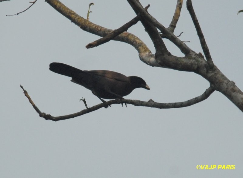 Purplish Jay - ML643299503