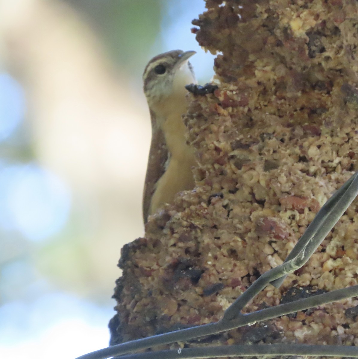 Carolina Wren - ML643299515