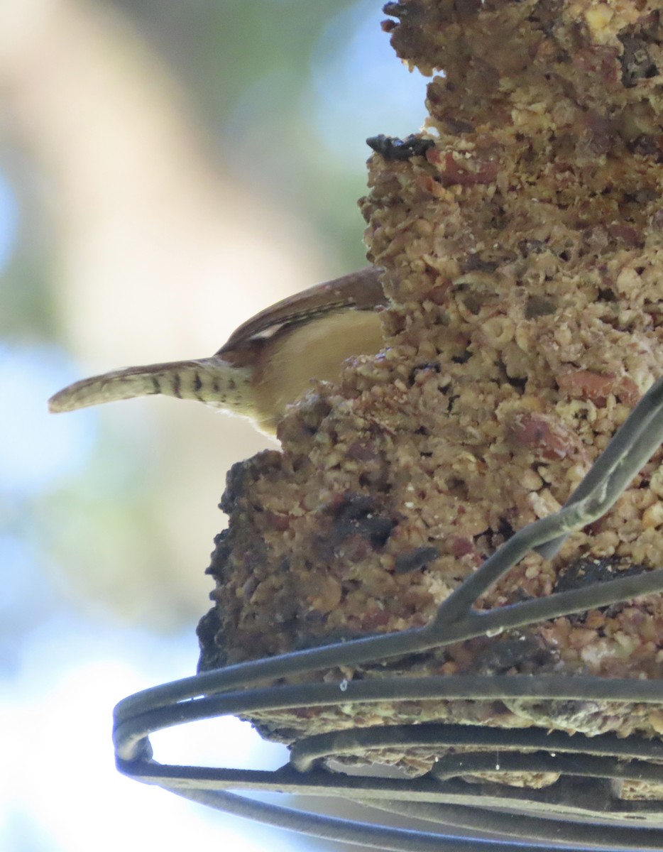 Carolina Wren - ML643299516