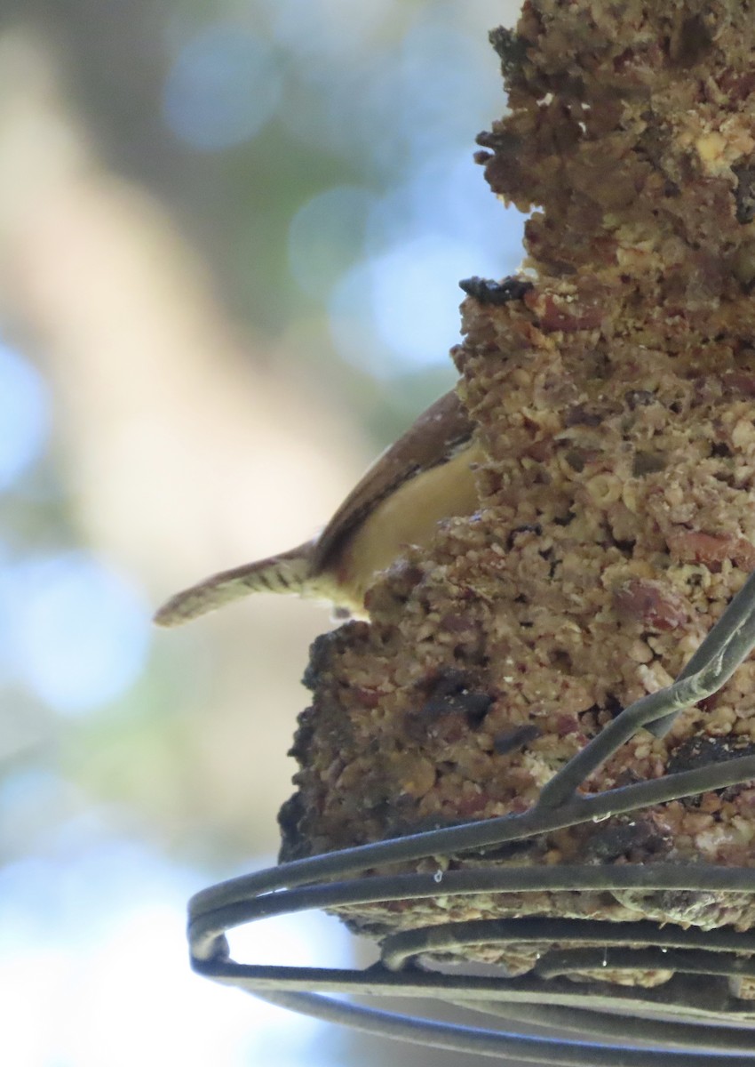 Carolina Wren - ML643299517