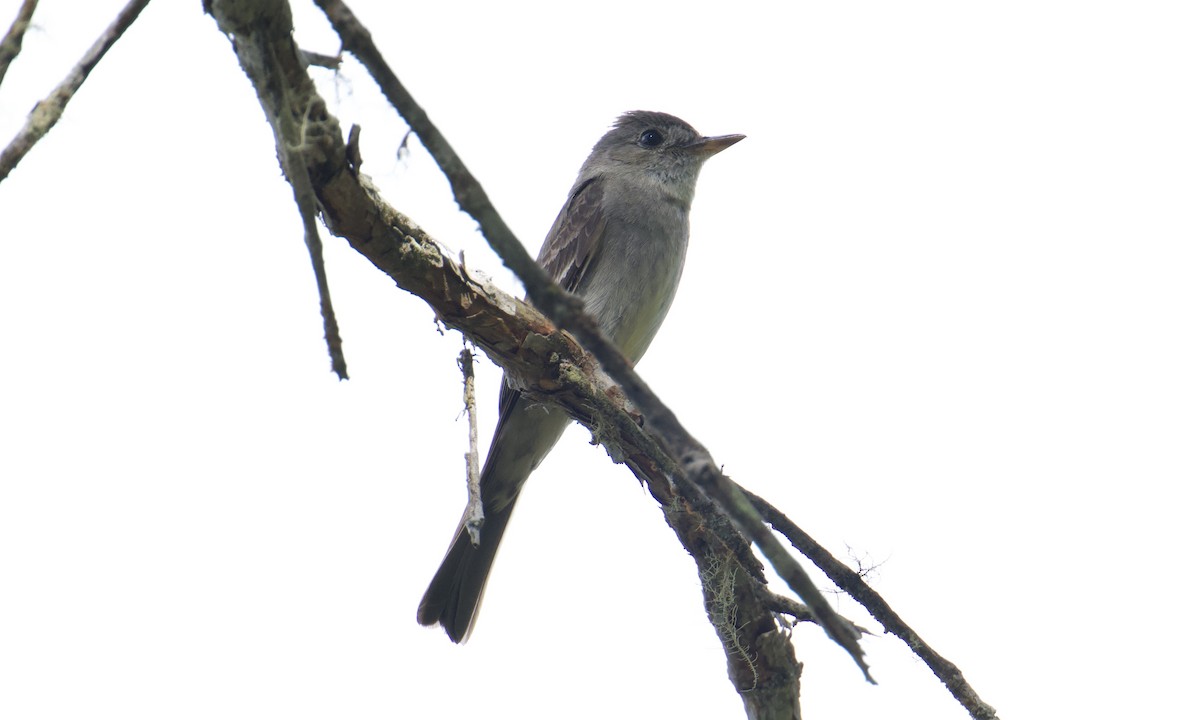 Northern Tropical Pewee - ML643299520