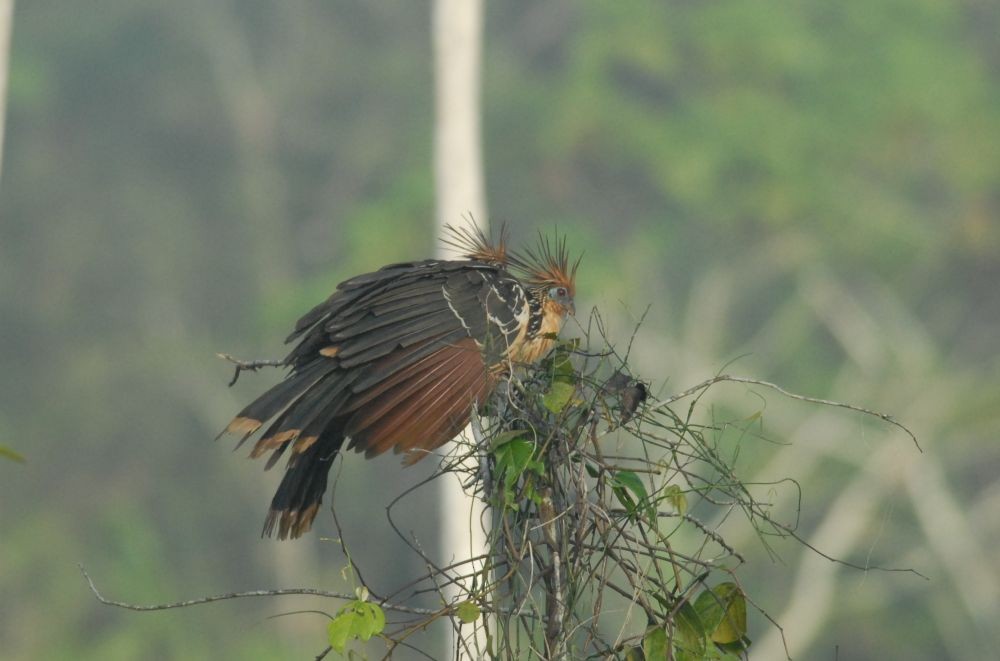 Hoatzin - ML643299525