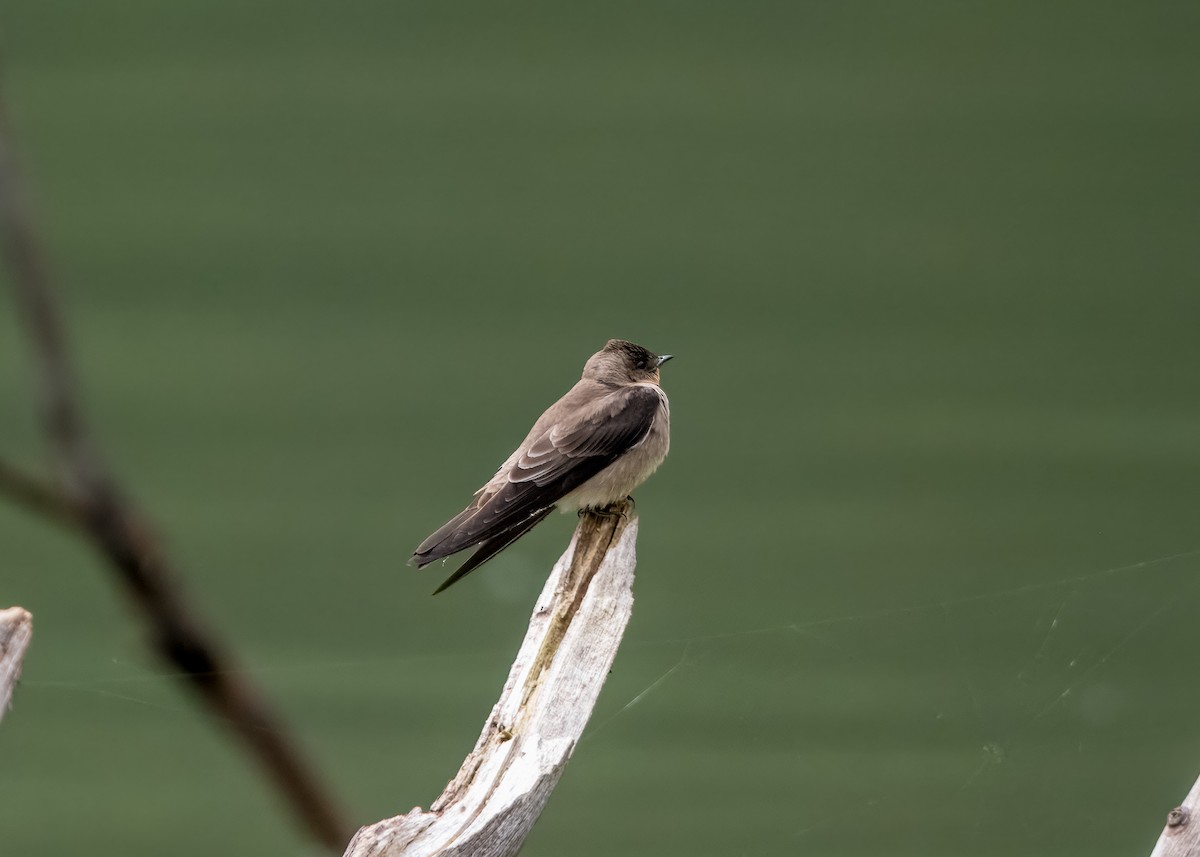 Brown-chested Martin - ML643299530