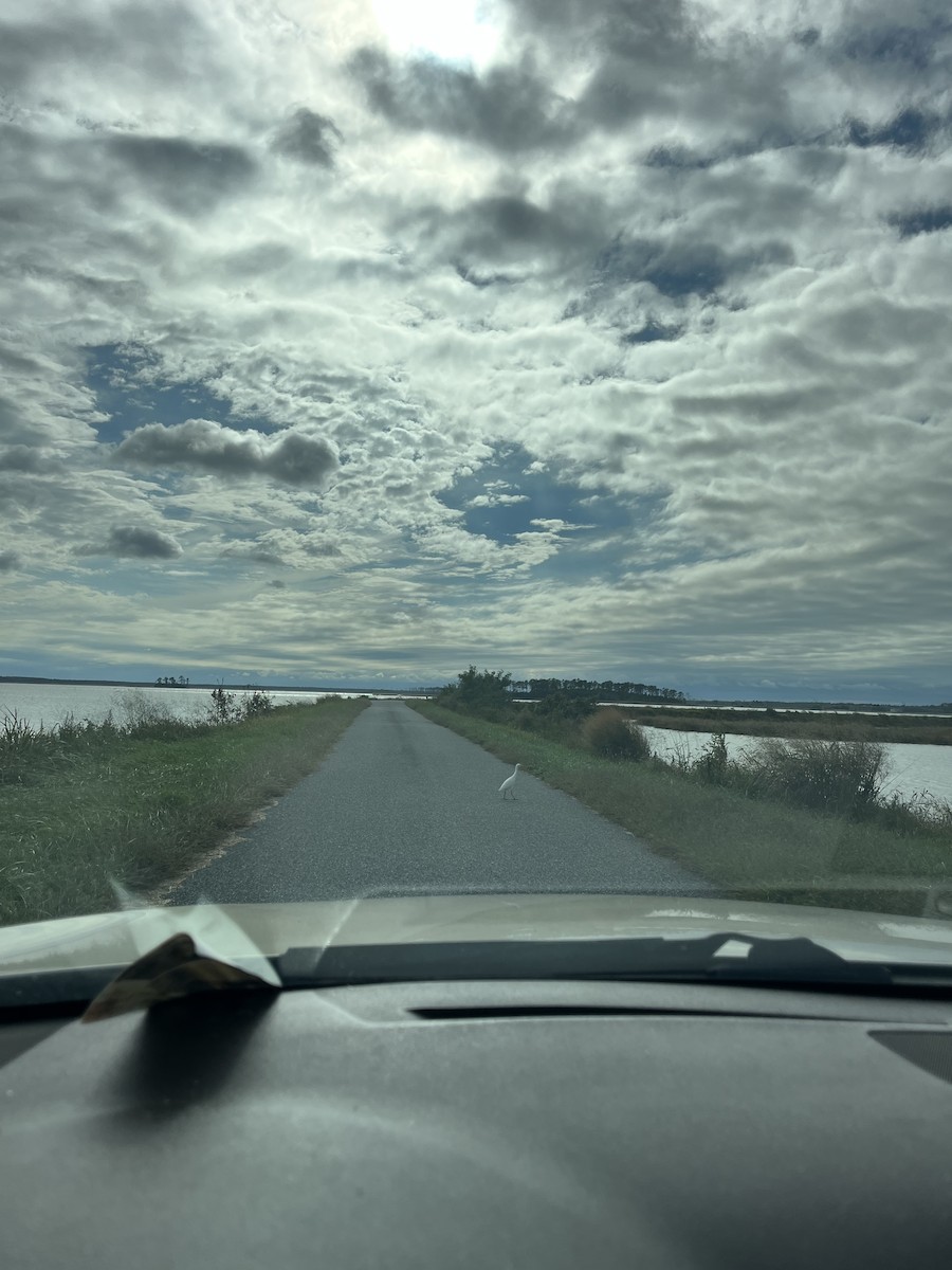 Western Cattle-Egret - ML643299588