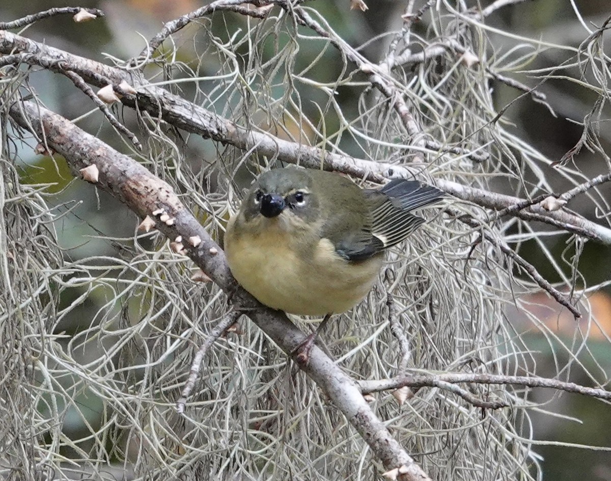 Black-throated Blue Warbler - ML643299612