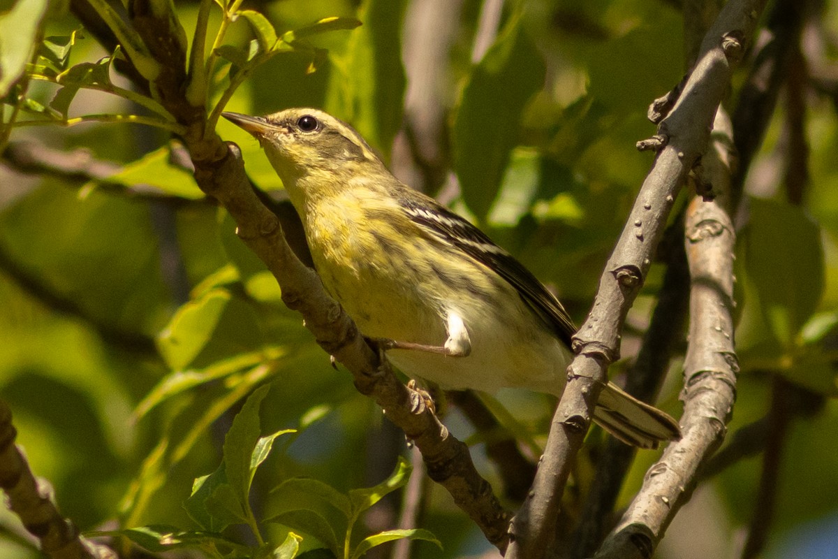 Blackburnian Warbler - ML643299615