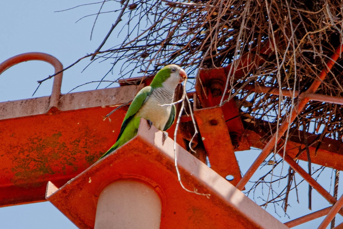 Monk Parakeet - ML643299621