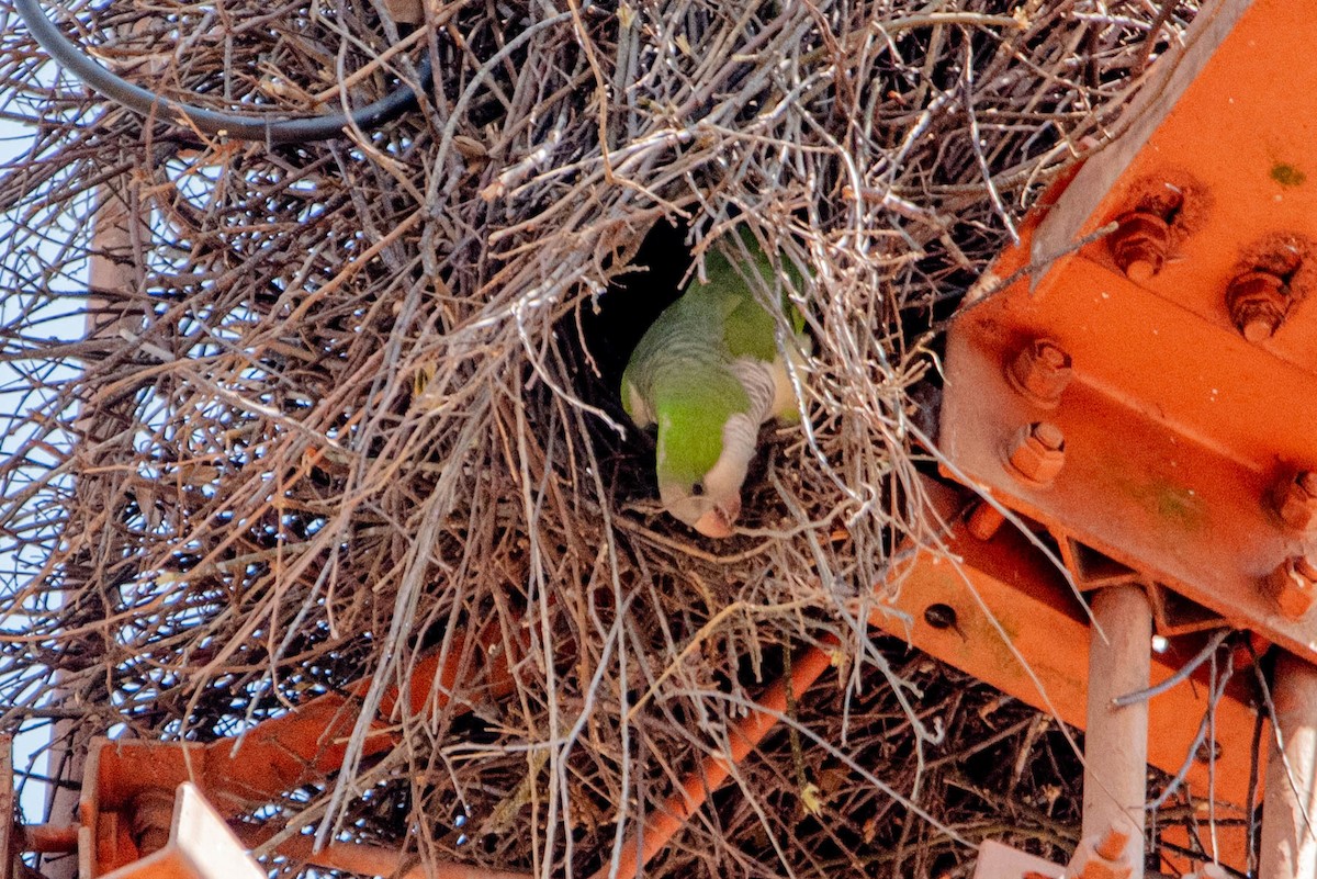 Monk Parakeet - ML643299622