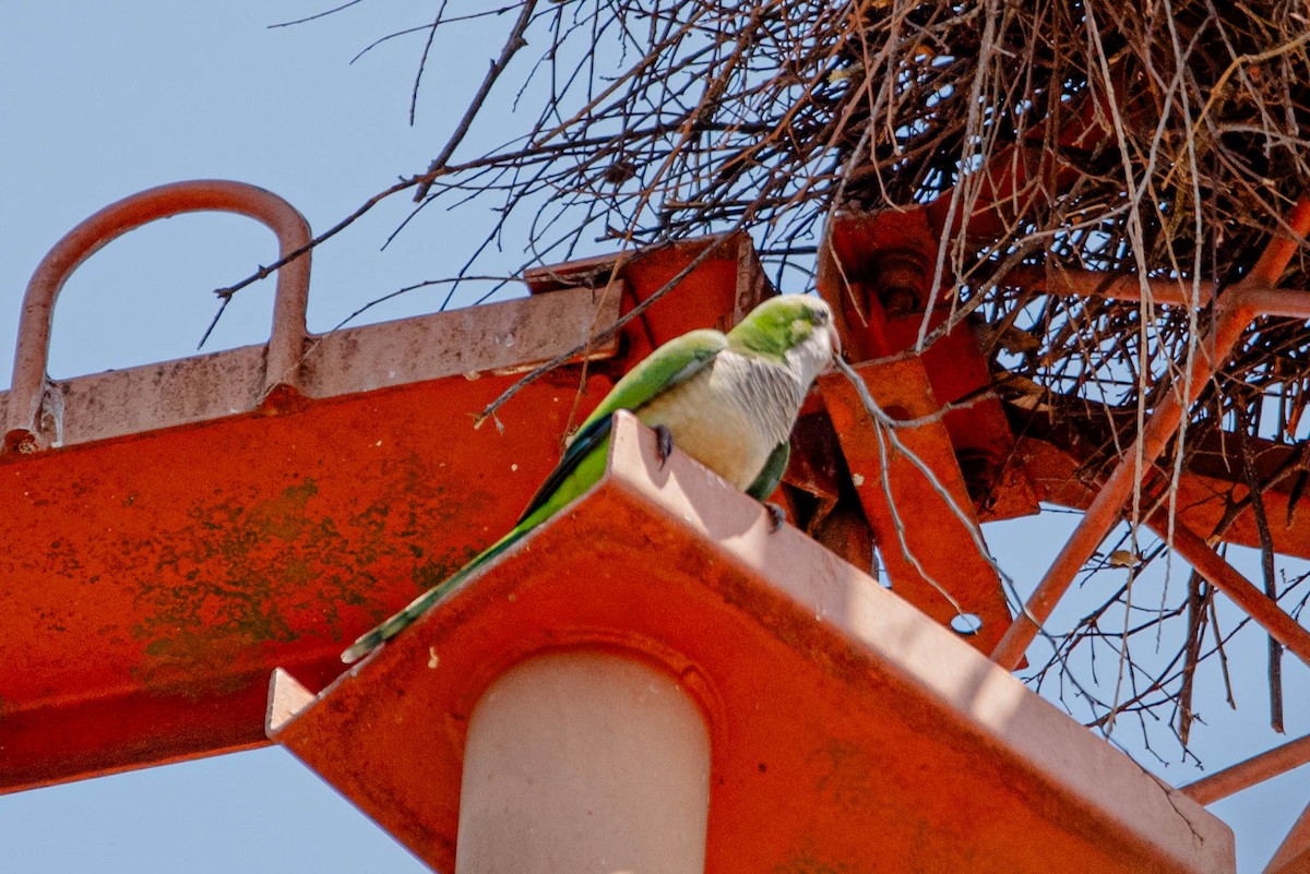 Monk Parakeet - ML643299623