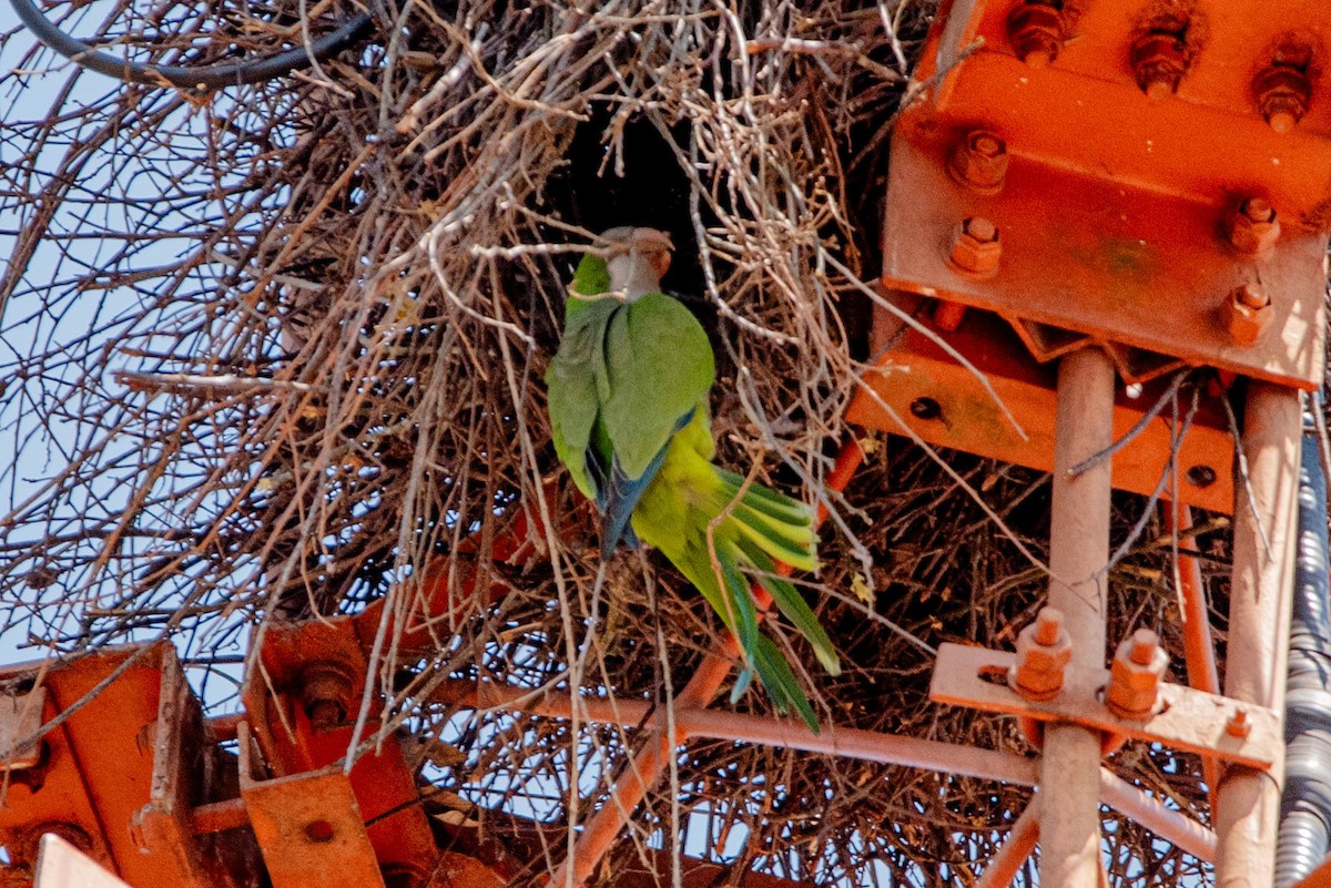 Monk Parakeet - ML643299624