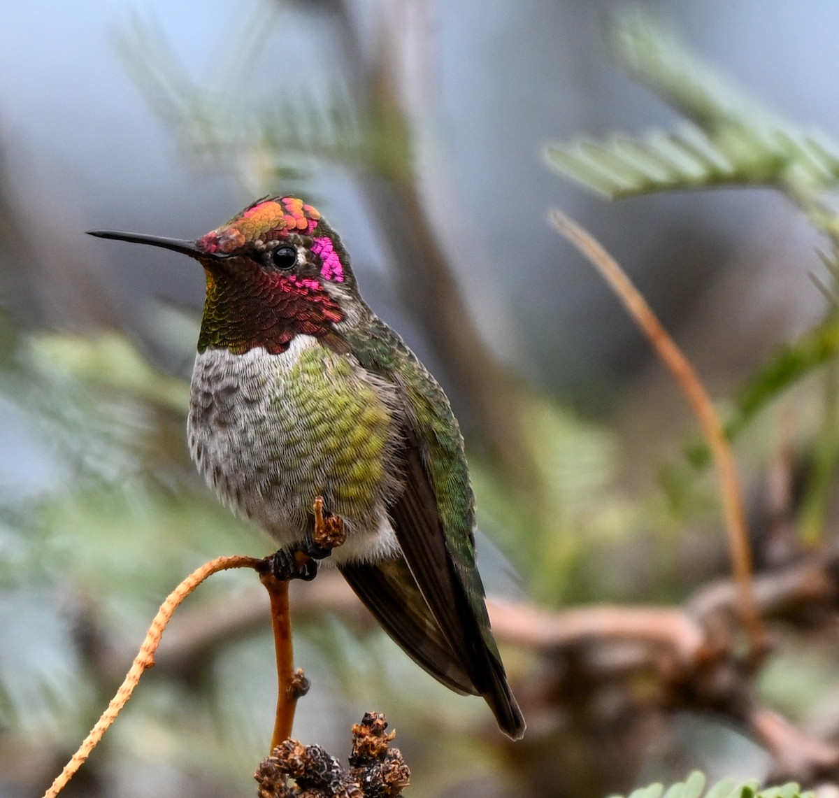 Anna's Hummingbird - ML643299639