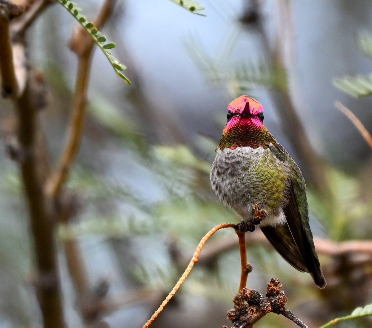 Anna's Hummingbird - ML643299640