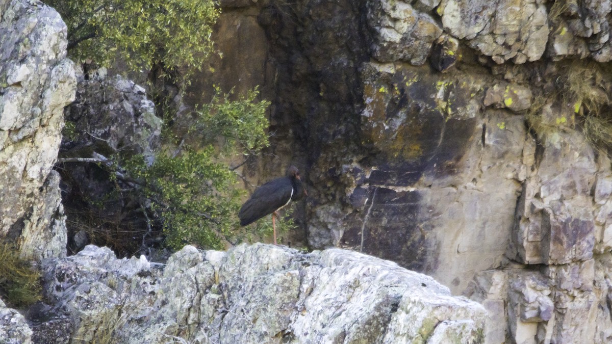 Black Stork - ML643299643