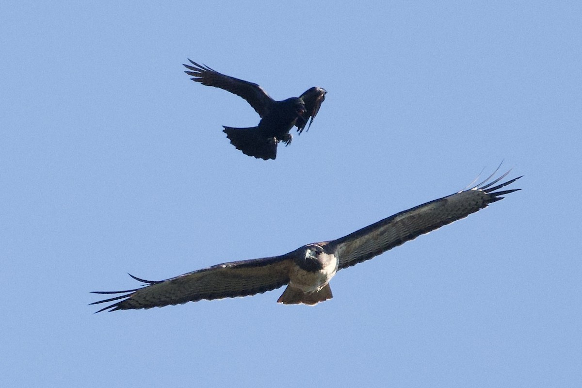 Red-tailed Hawk - ML643299651