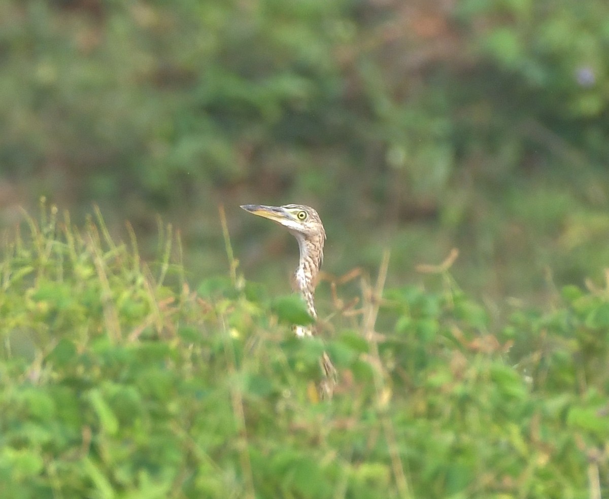 Indian Pond-Heron - ML643299652