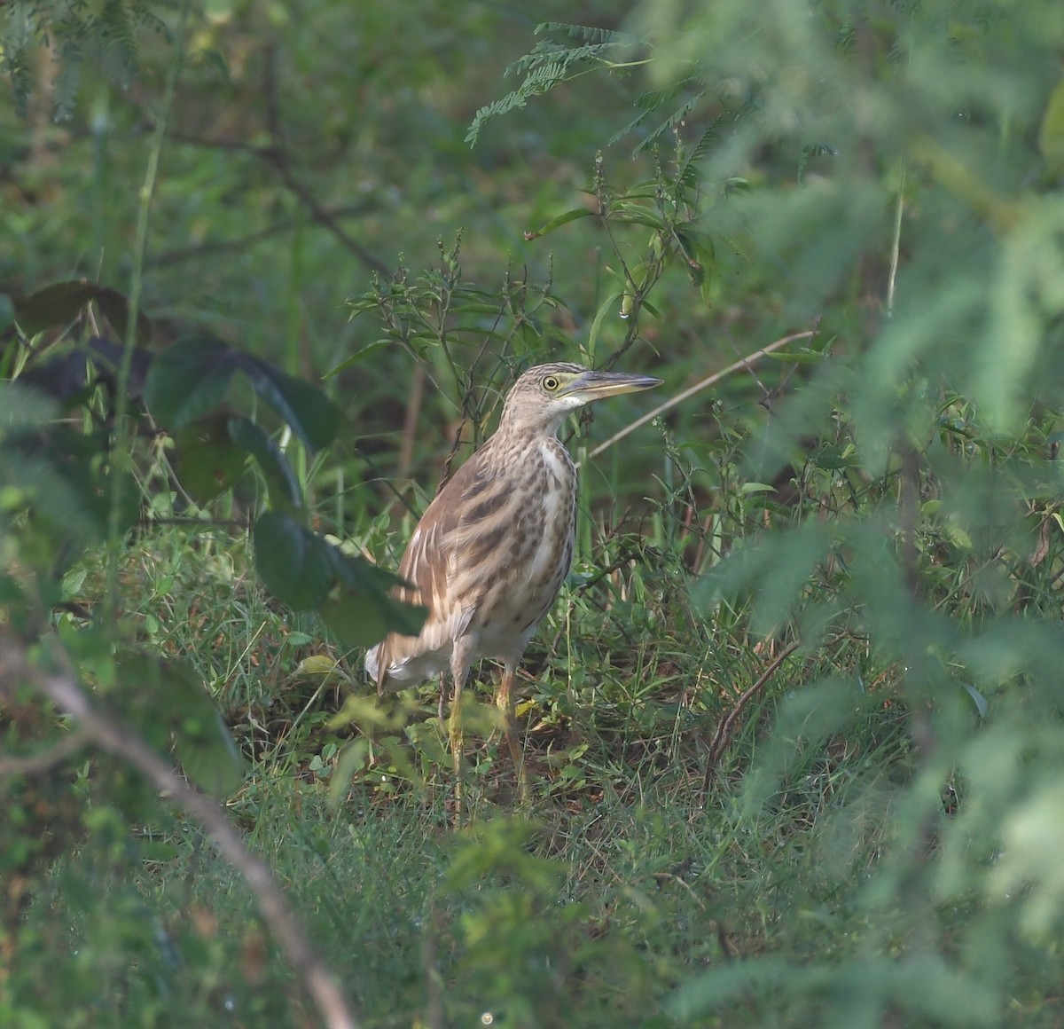 Indian Pond-Heron - ML643299653