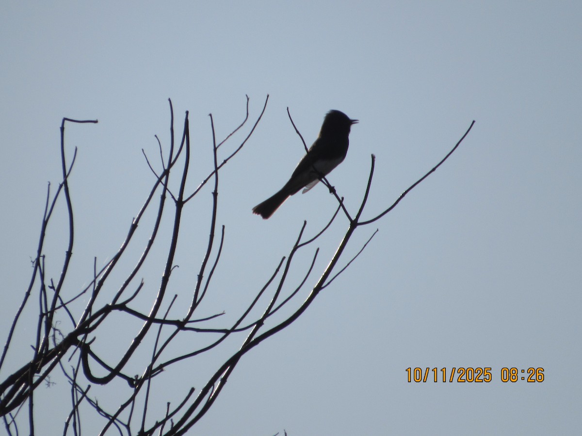 Black Phoebe - ML643299655