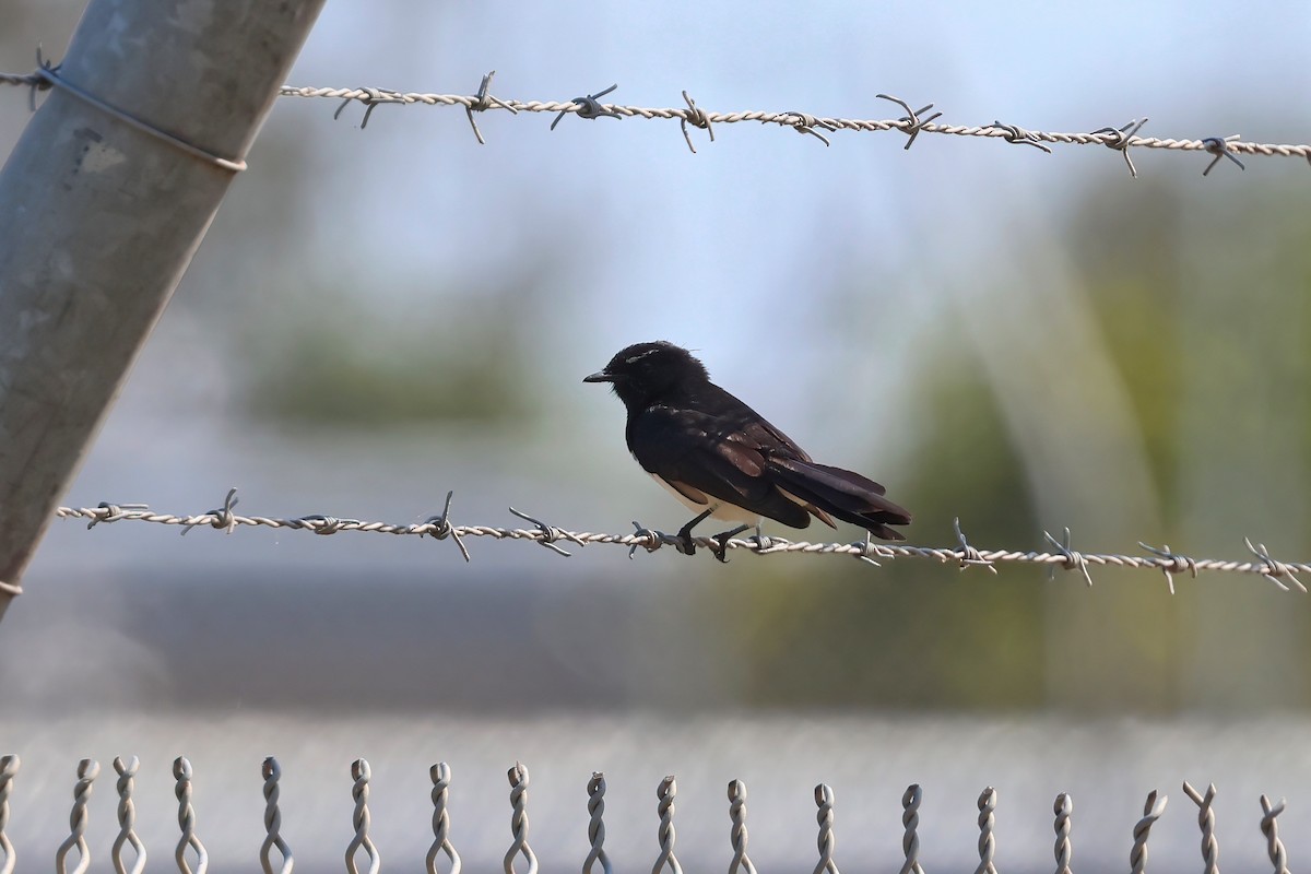 Willie-wagtail - ML643299656