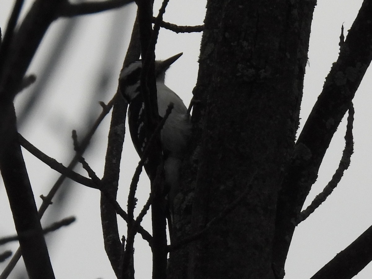 Downy Woodpecker (Eastern) - ML643299658