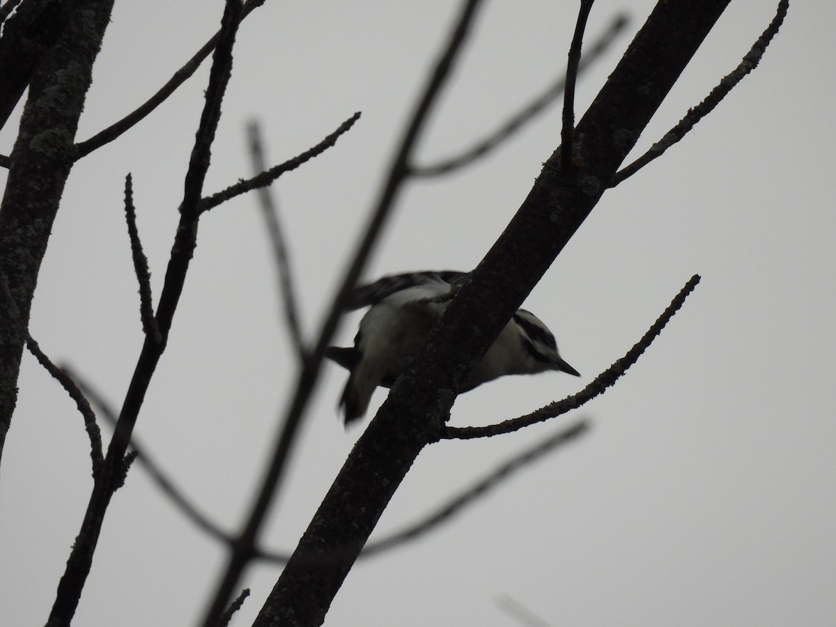 Downy Woodpecker (Eastern) - ML643299659