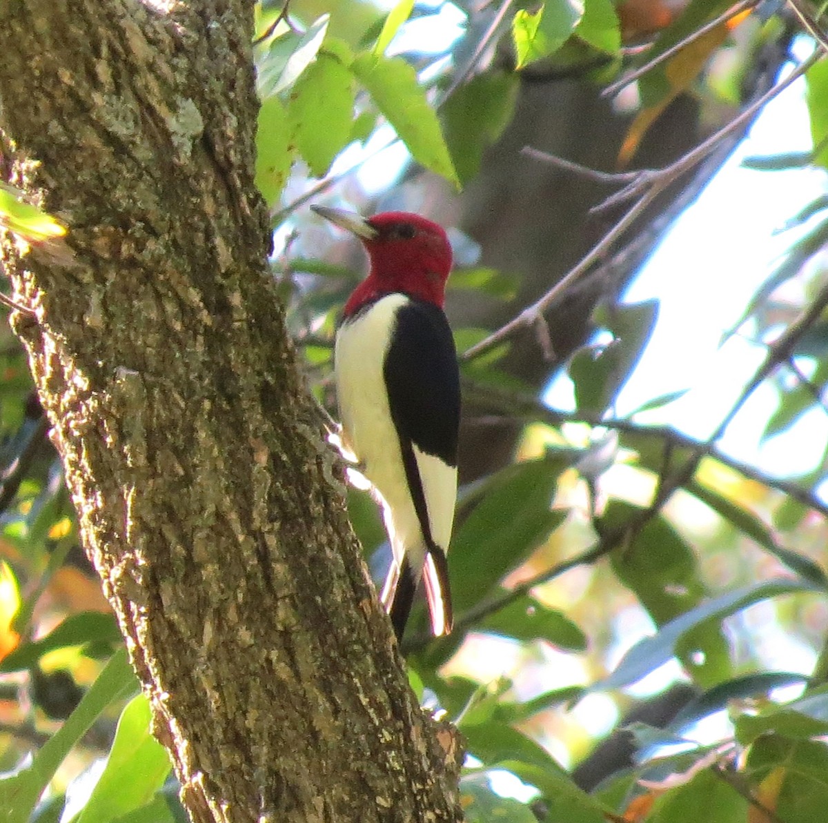 Red-headed Woodpecker - ML643299660