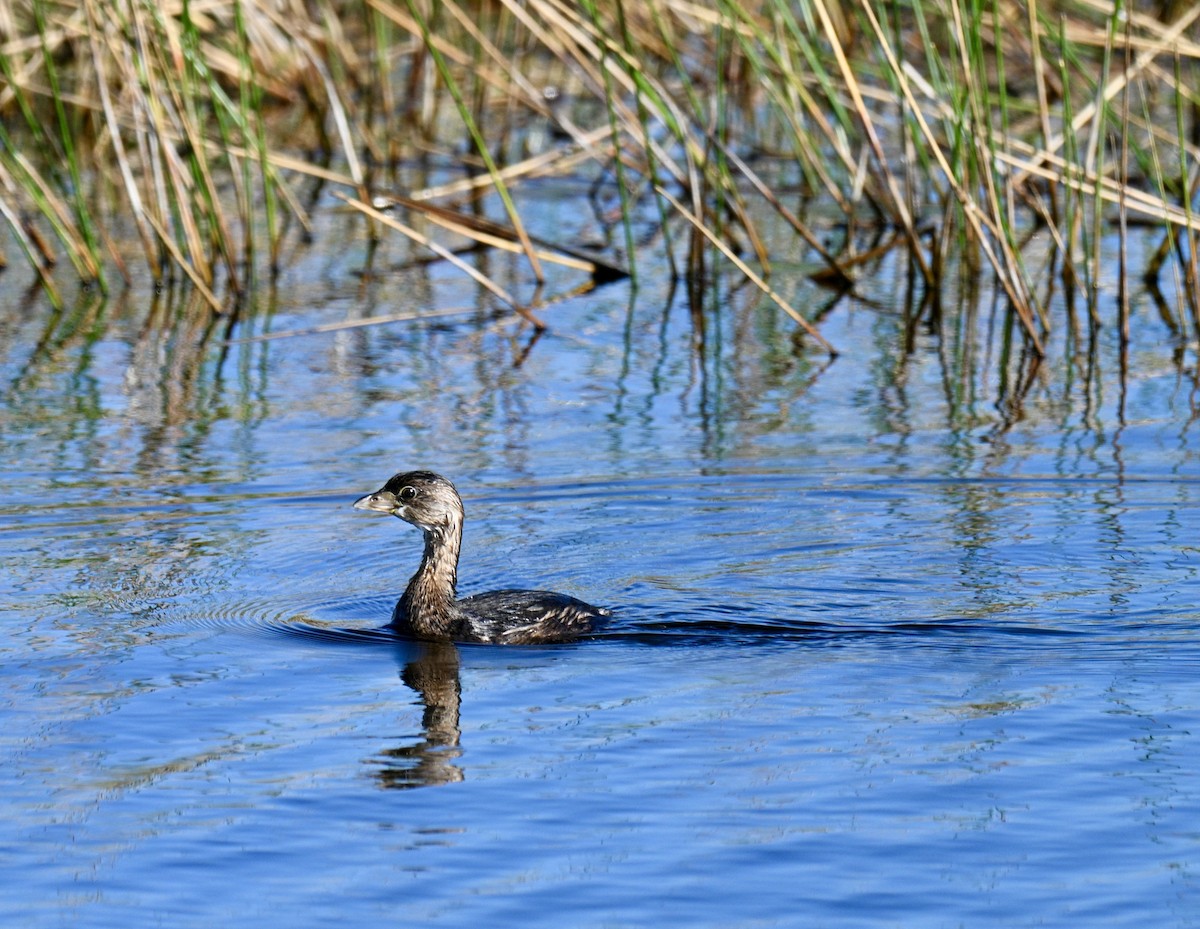 Pied-billed Grebe - ML643299666