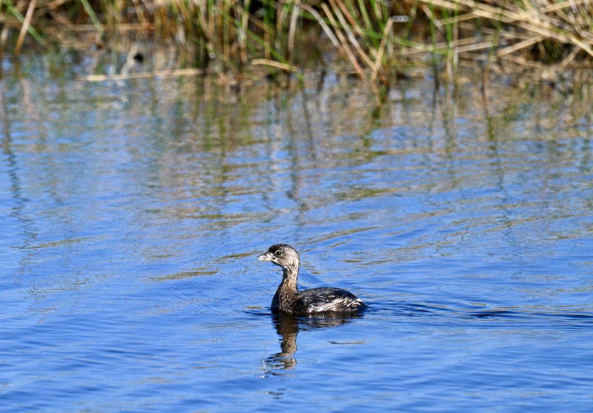 Pied-billed Grebe - ML643299667