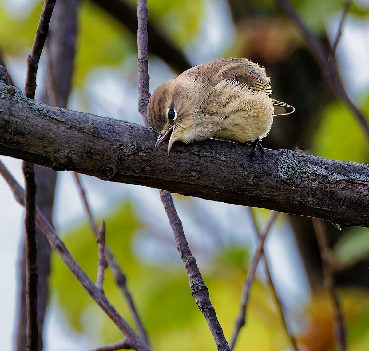 Palm Warbler - ML643299668