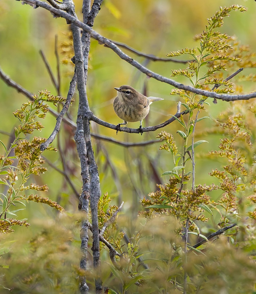 Palm Warbler - ML643299669