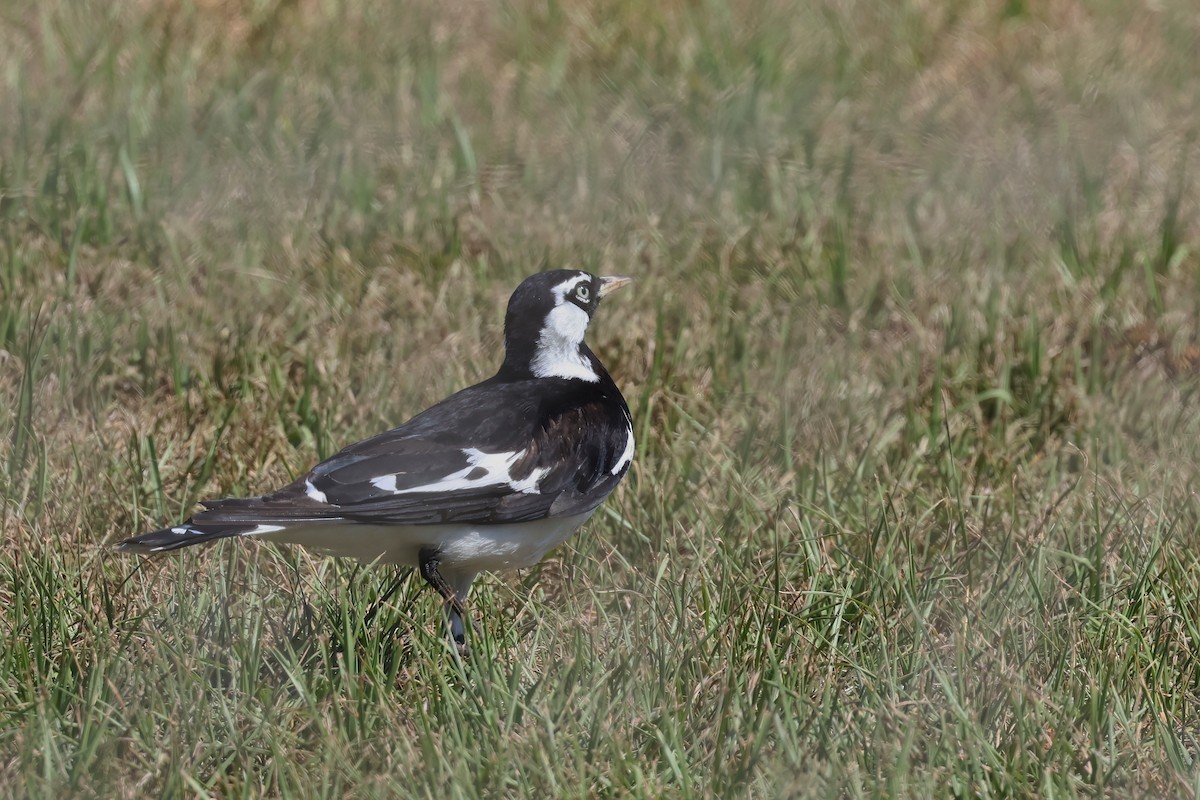 Magpie-lark - ML643299670