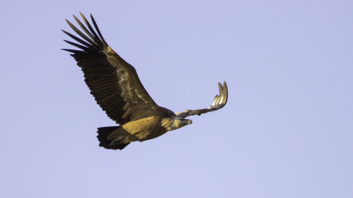 Eurasian Griffon - ML643299672
