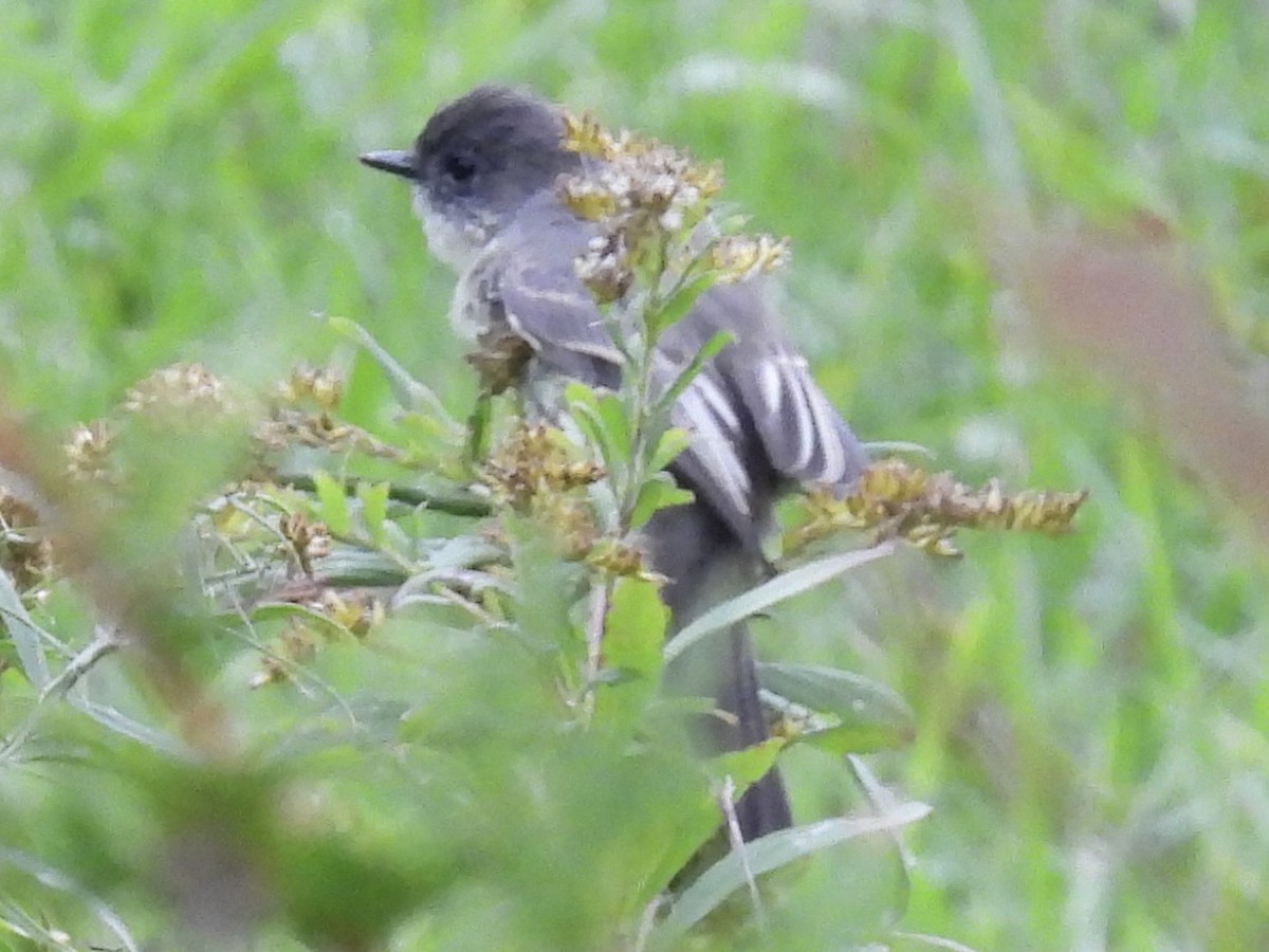 Eastern Phoebe - ML643299673