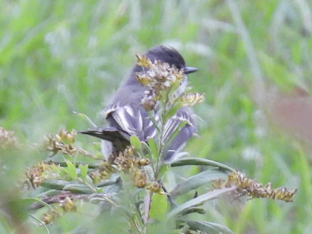 Eastern Phoebe - ML643299674